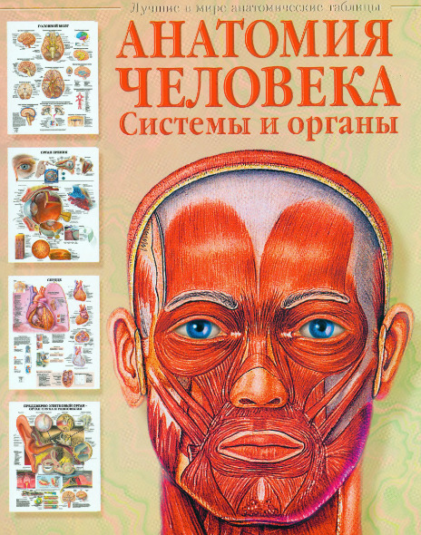 Анатомические плакаты